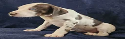 Catahoula Leopard Dog dogs for sale: Gabby F2025 M3 Catahoula puppy - Ad 21