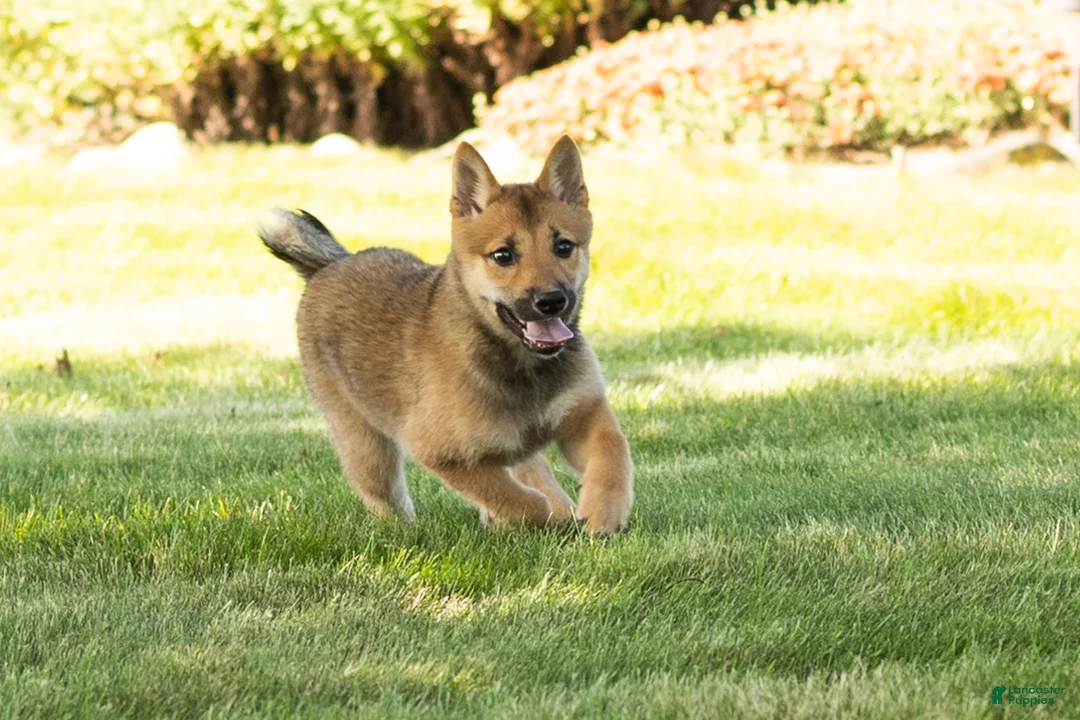 Shiba Inu dogs for sale: Brent  - Ad 8