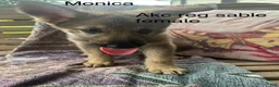 German Shepherd dogs for sale: Monica  - Ad 4