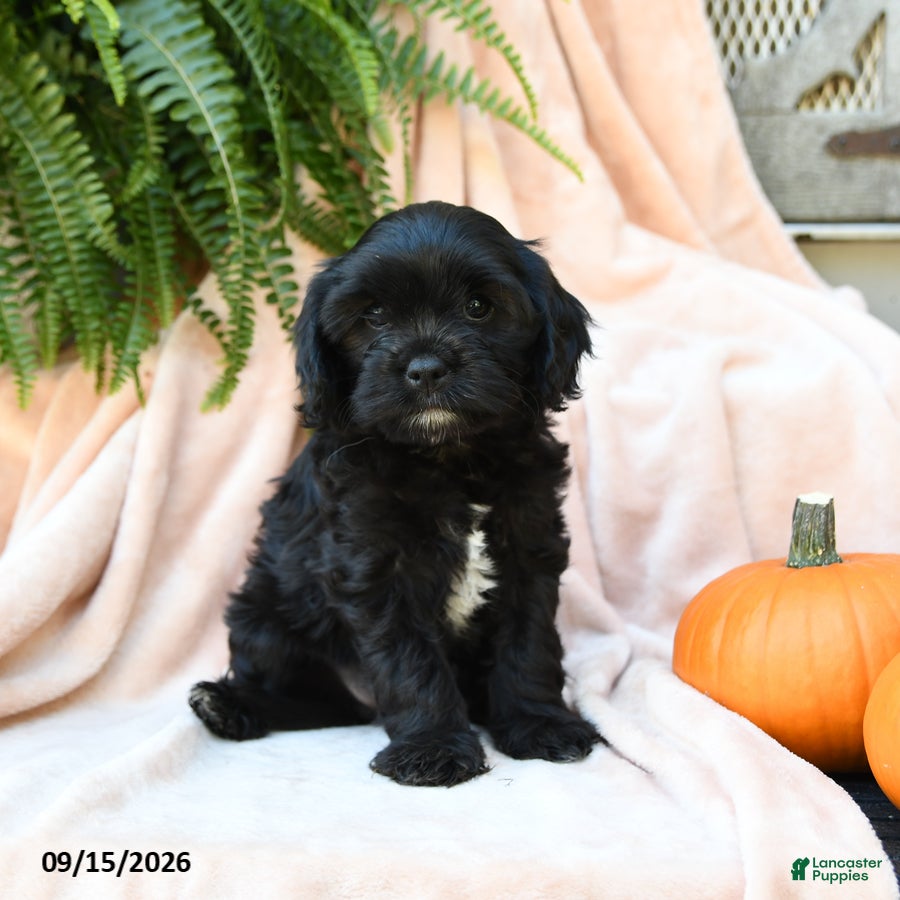 Cavachon dogs Fern  - Ad 2
