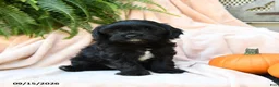 Cavachon dogs for sale: Fern  - Ad 2