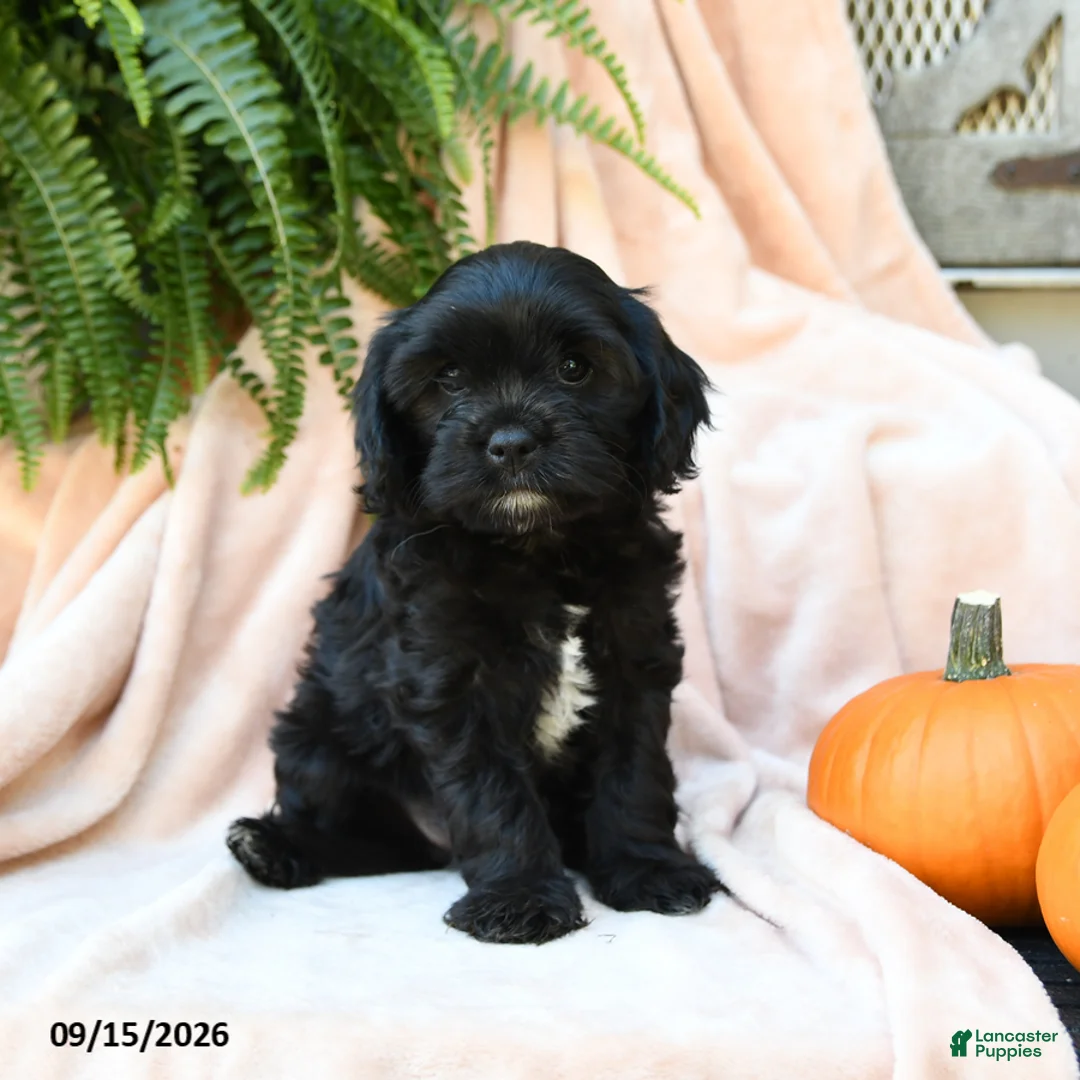 Cavachon dogs for sale: Fern  - Ad 2