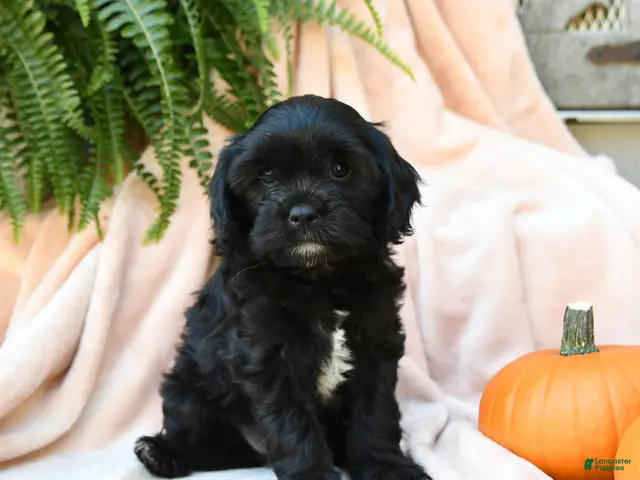 Cavachon dogs for sale: Fern - Ad 2