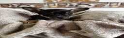 Chihuahua dogs for sale: Jack - Ad 2