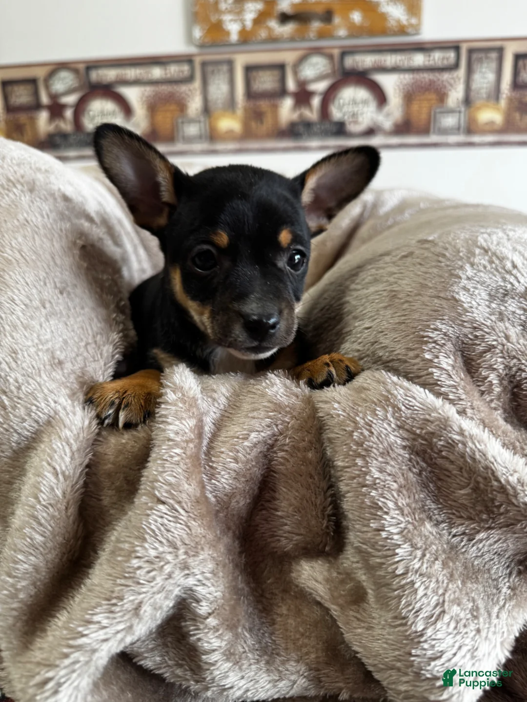 Chihuahua dogs for sale: Jack - Ad 2