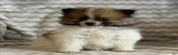 Pomeranian dogs for sale: Robbie - Ad 9