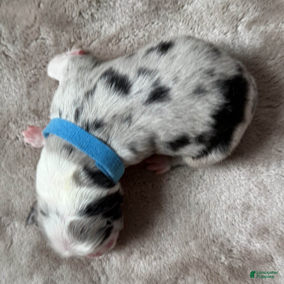 Australian Shepherd dogs for sale: Clue - Ad 4