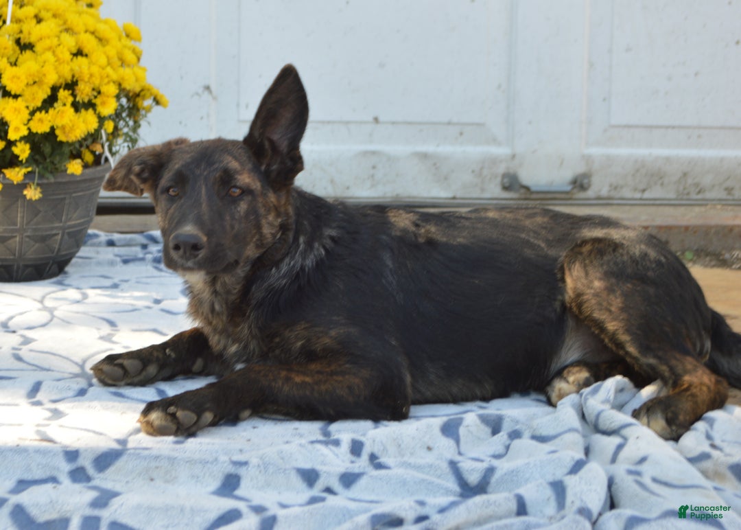 Mixed Breed dogs for sale: Allie - Ad 8