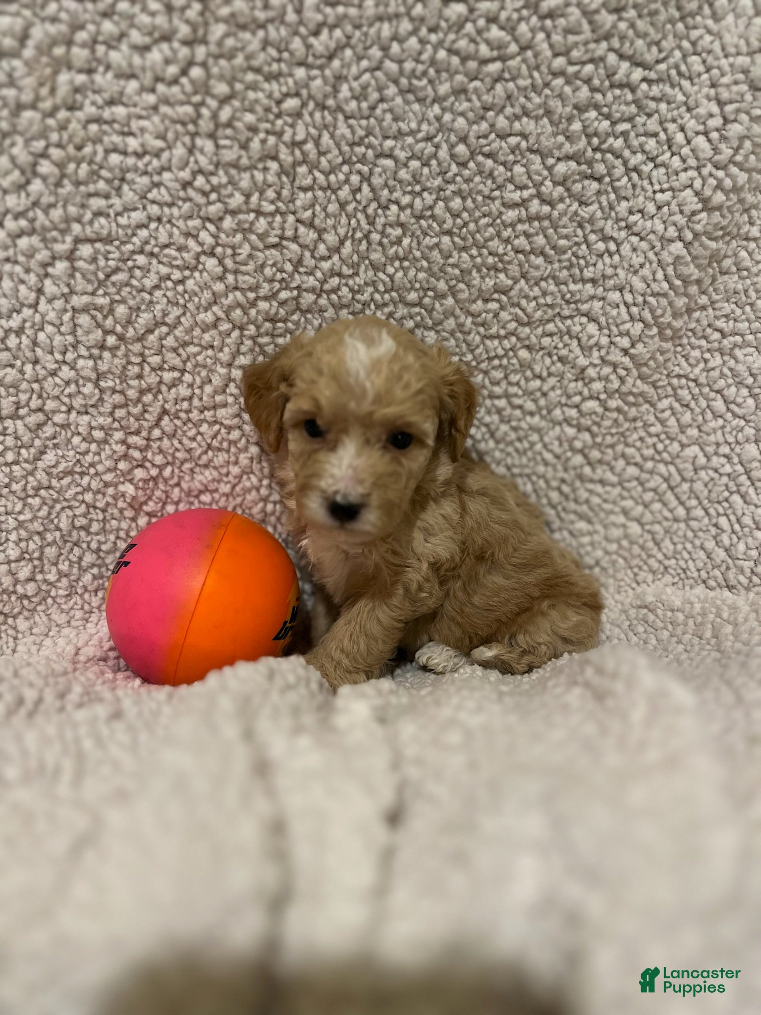 Mini Goldendoodle dogs for sale: Mini Goldendoodle Puppy 1 - Ad 1