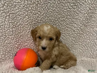 Mini Goldendoodle dogs Mini Goldendoodle Puppy 1 - Ad 12