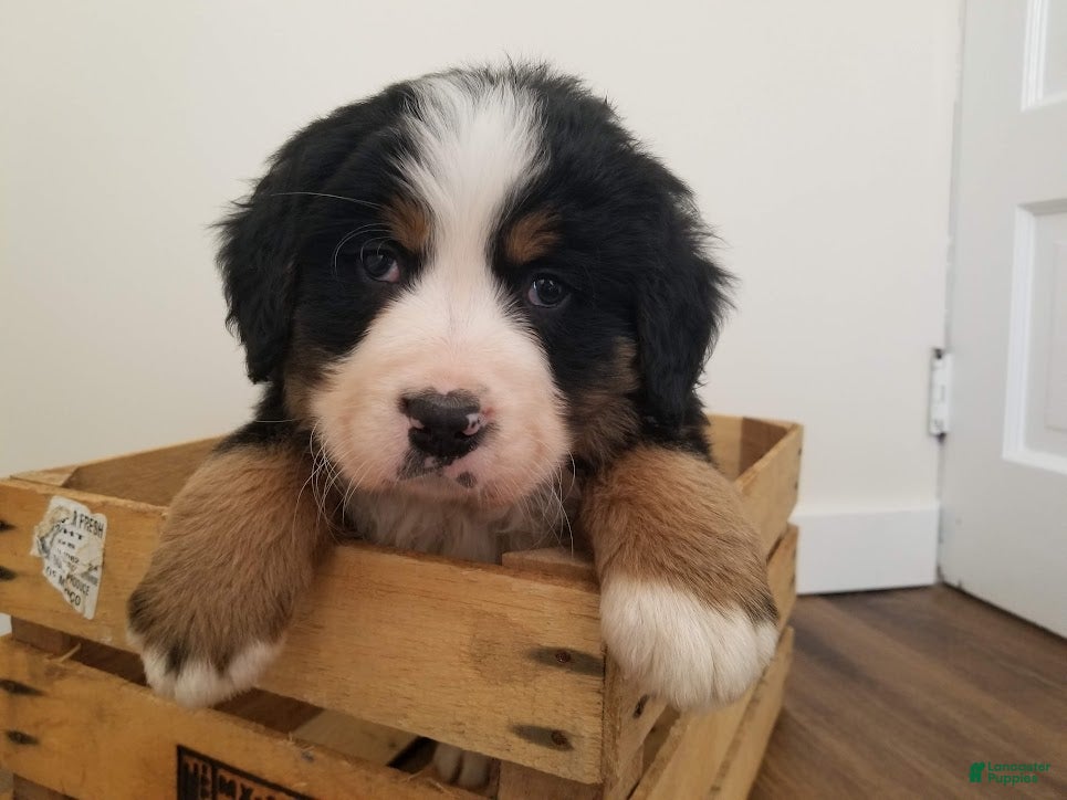 Bernese Mountain Dog dogs Bernese Mountain Dog Puppy 2 - Ad 1
