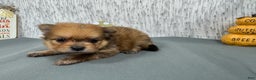 Pomeranian dogs for sale: Pomeranian Puppy 2 - Ad 2