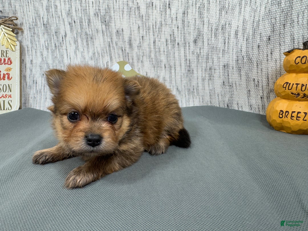 Pomeranian dogs for sale: Pomeranian Puppy 2 - Ad 2