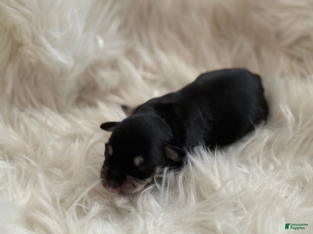 Miniature Schnauzer dogs for sale: Miniature Schnauzer Puppy 3 - Ad 7