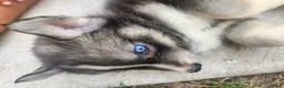 Siberian Husky dogs for sale: Siberian Husky 7 - Ad 2