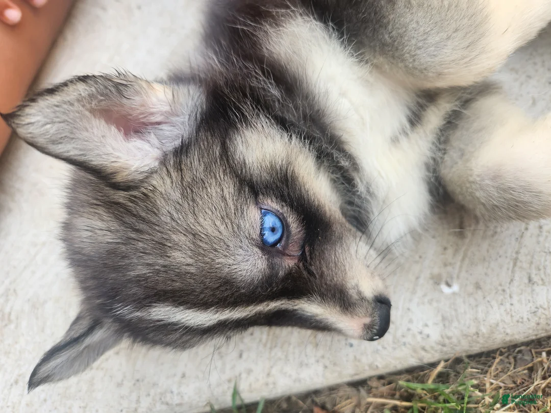 Siberian Husky dogs for sale: Siberian Husky 7 - Ad 2