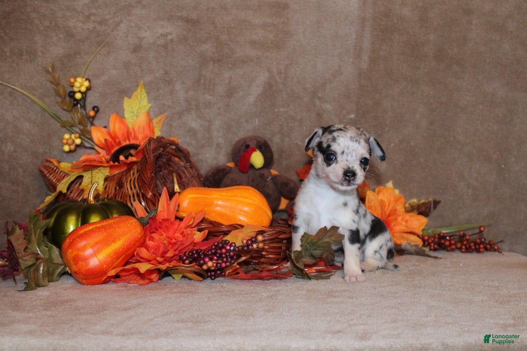 Chihuahua dogs for sale: Rainbow - Ad 3