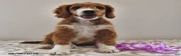 Mini Goldendoodle dogs for sale: Fancy  - Ad 5
