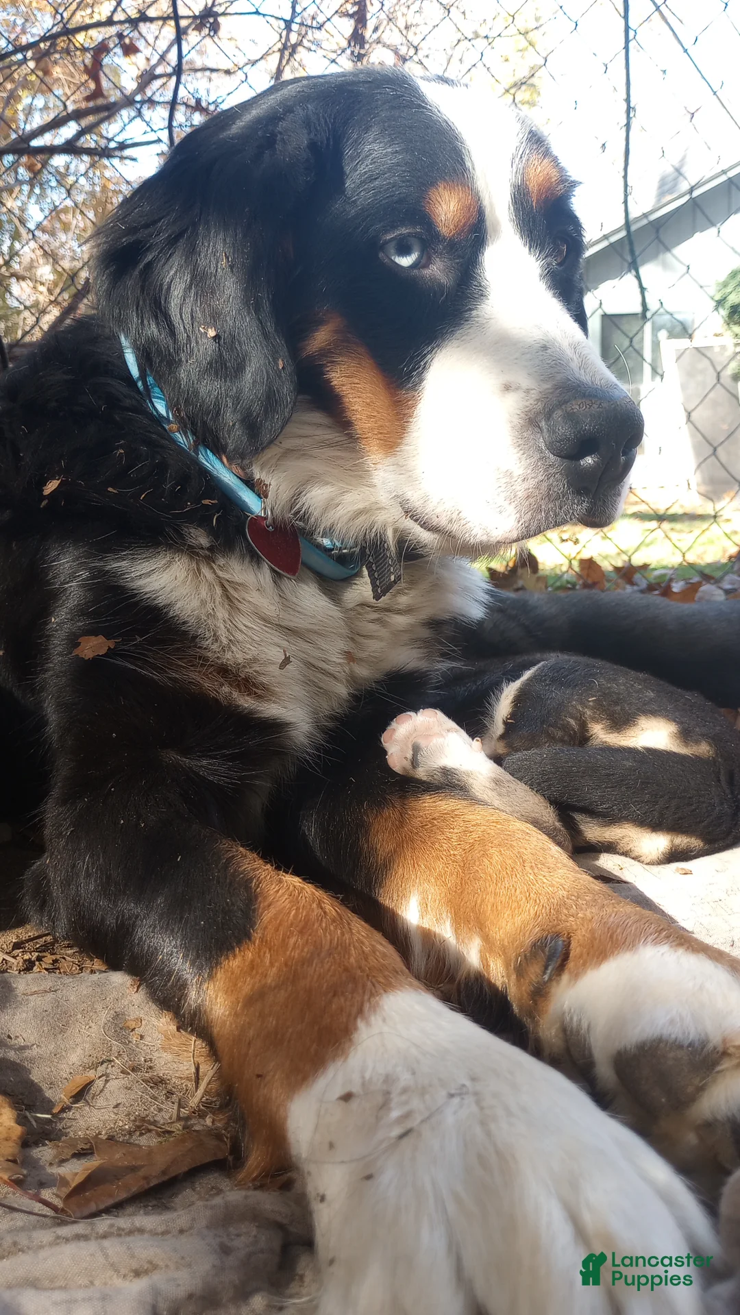 Mixed Breed dogs for sale: CRYSTAL - Ad 7