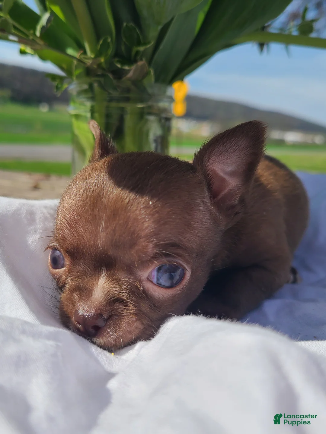 Chihuahua dogs for sale: Hershey - Ad 2