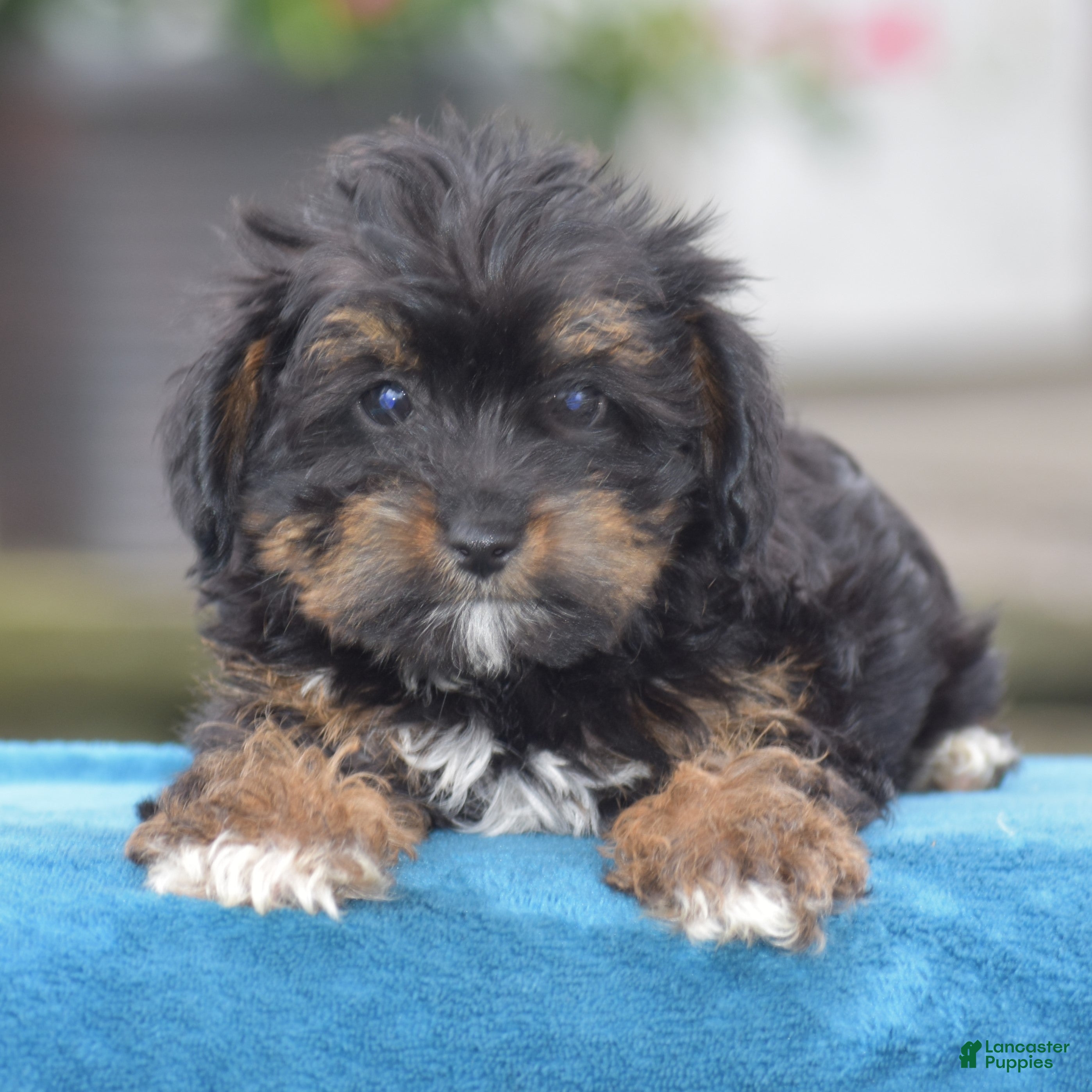 Yorkiepoo dogs Aimee - Ad 2