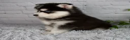 Pomsky dogs for sale: Tucker - Ad 3