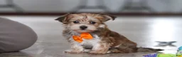 Morkie dogs for sale: Timmy - Ad 1