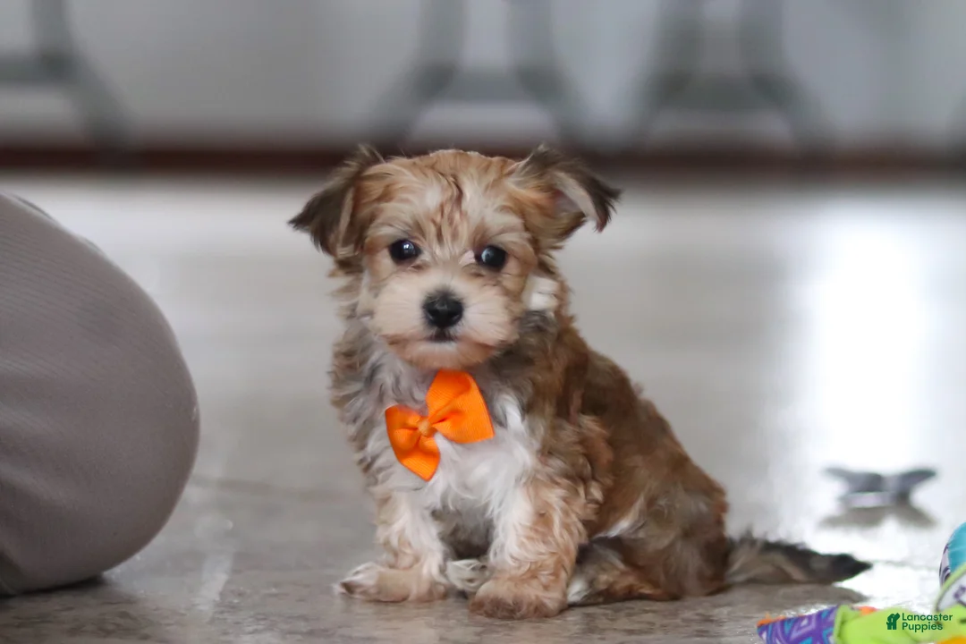 Morkie dogs for sale: Timmy - Ad 1