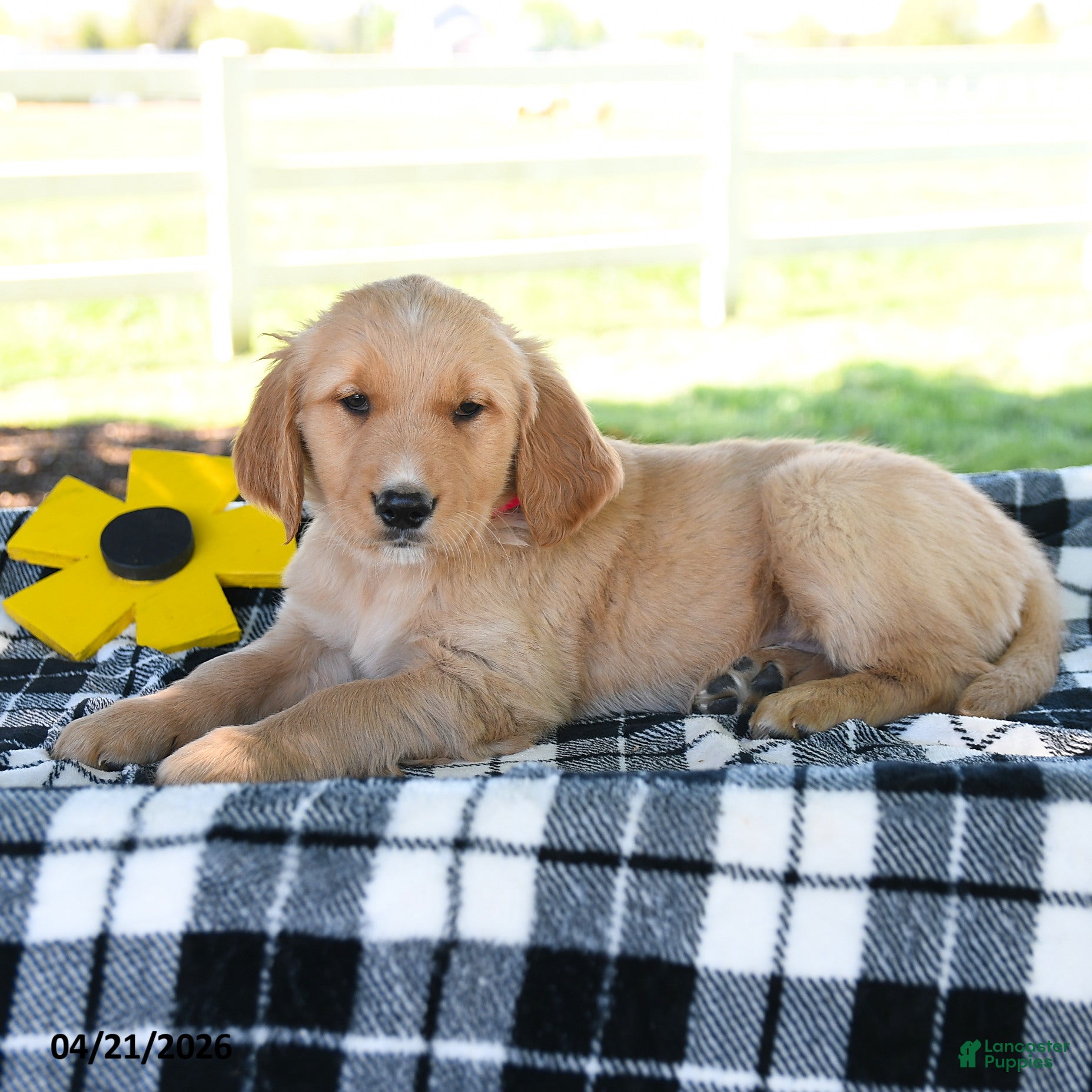 Golden Retriever dogs for sale: Annie - Ad 1
