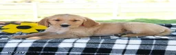 Golden Retriever dogs for sale: Annie - Ad 3