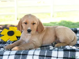 Golden Retriever dogs for sale: Annie - Ad 1