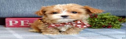 Maltipoo dogs for sale: Finn - Ad 4