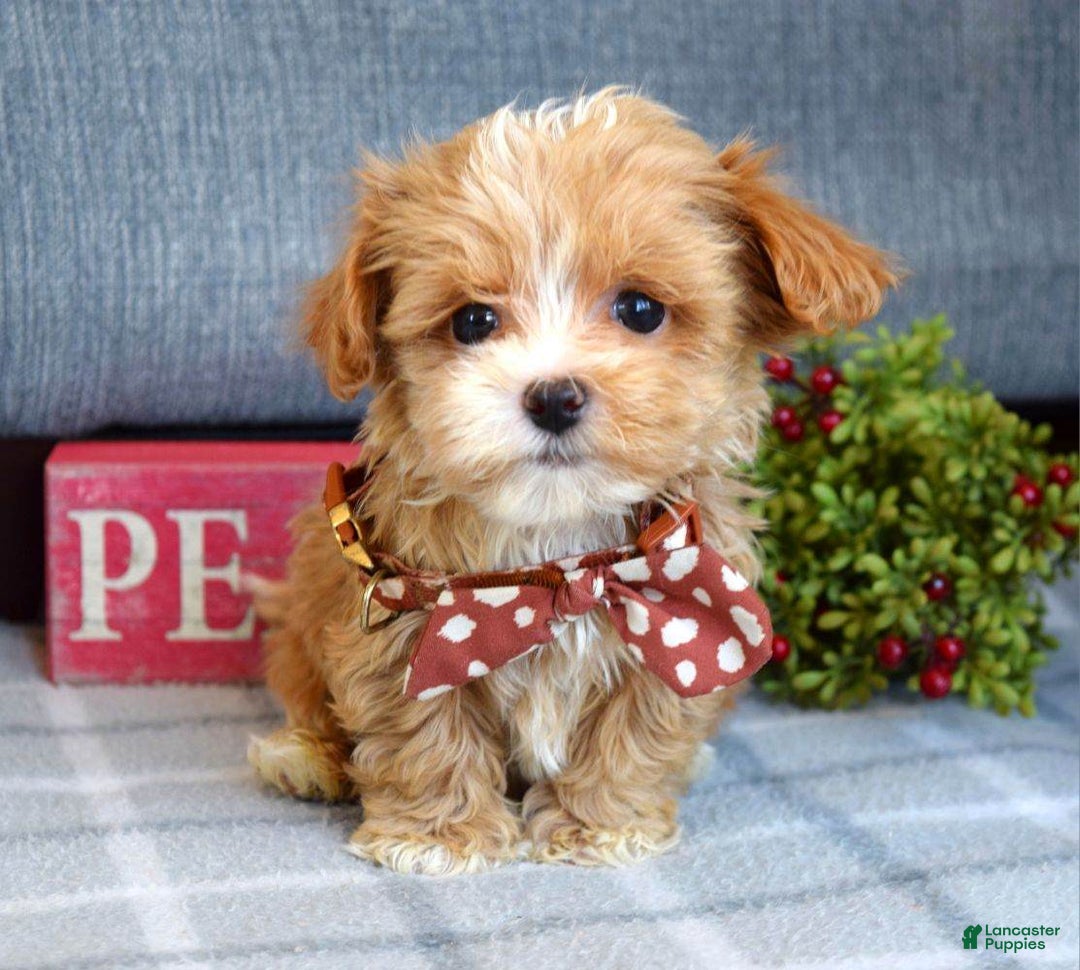 Maltipoo dogs for sale: Finn - Ad 4