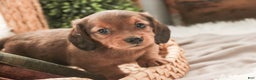 Miniature Dachshund dogs for sale: Gingerbread - Ad 8