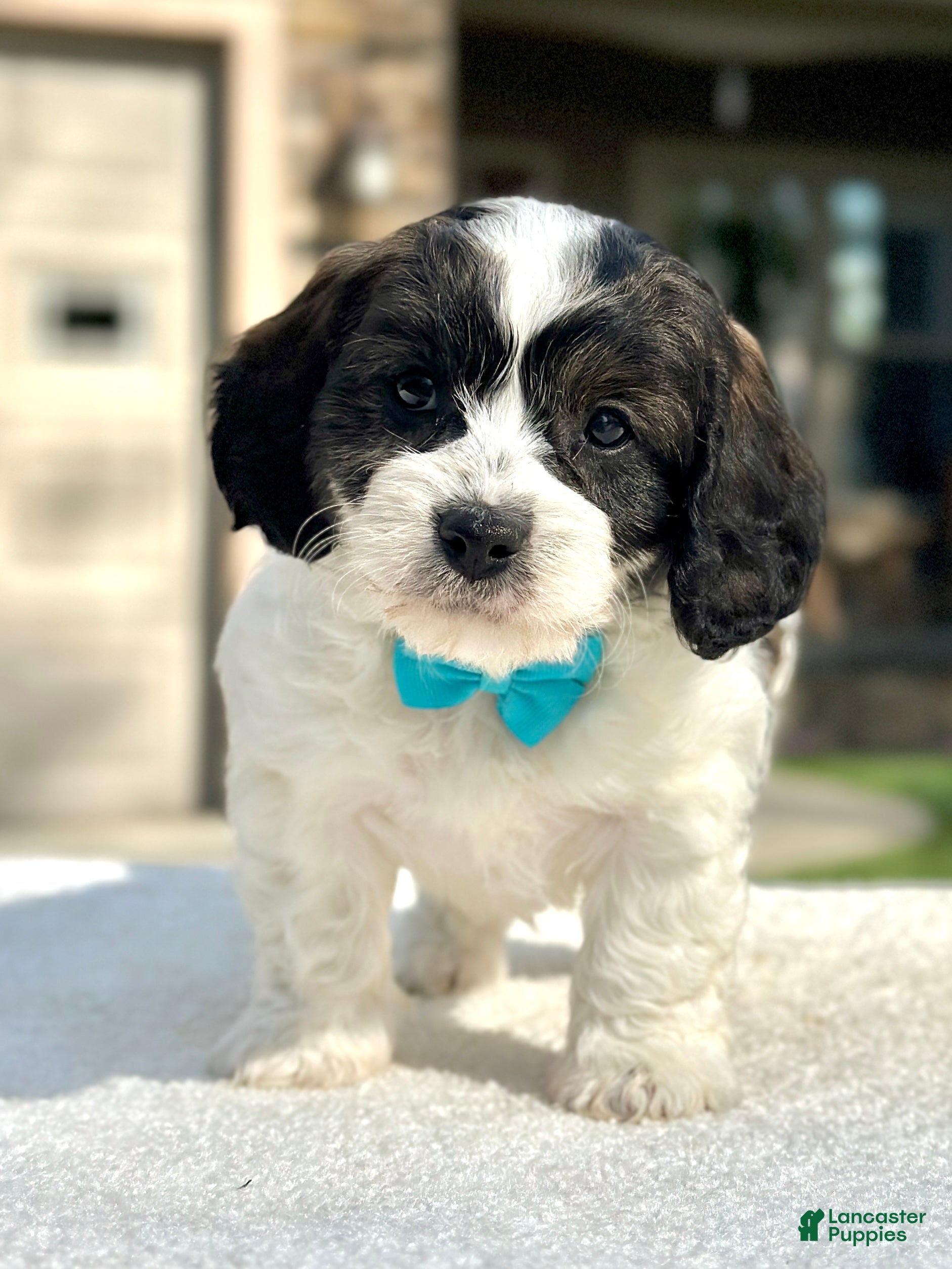 Cavapoo dogs Spotty - Ad 2