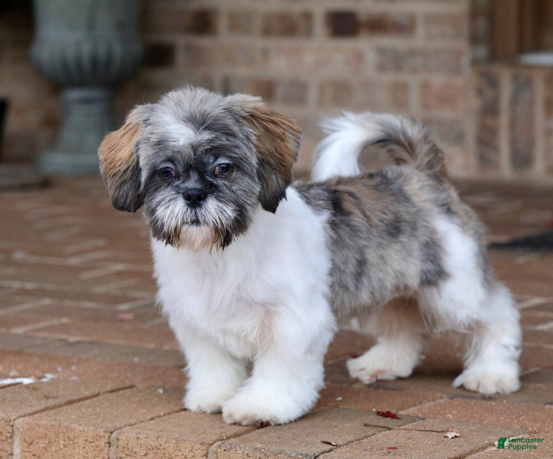 Shih Tzu dogs for sale: Snickers (Neutered) - Ad 20