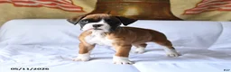 Boxer dogs for sale: Bella   - Ad 4