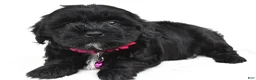 Maltipoo dogs for sale: Freda - Ad 7