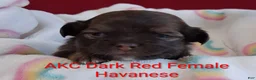 Havanese dogs for sale: Dark Red Female Havanese  - Ad 4