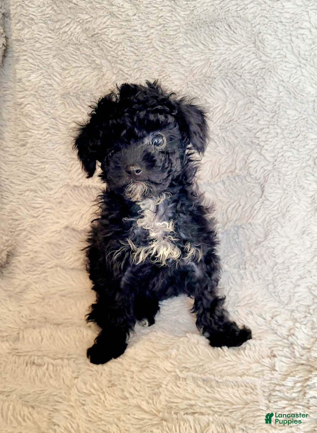 Miniature Poodle dogs for sale: Pepper  - Ad 5