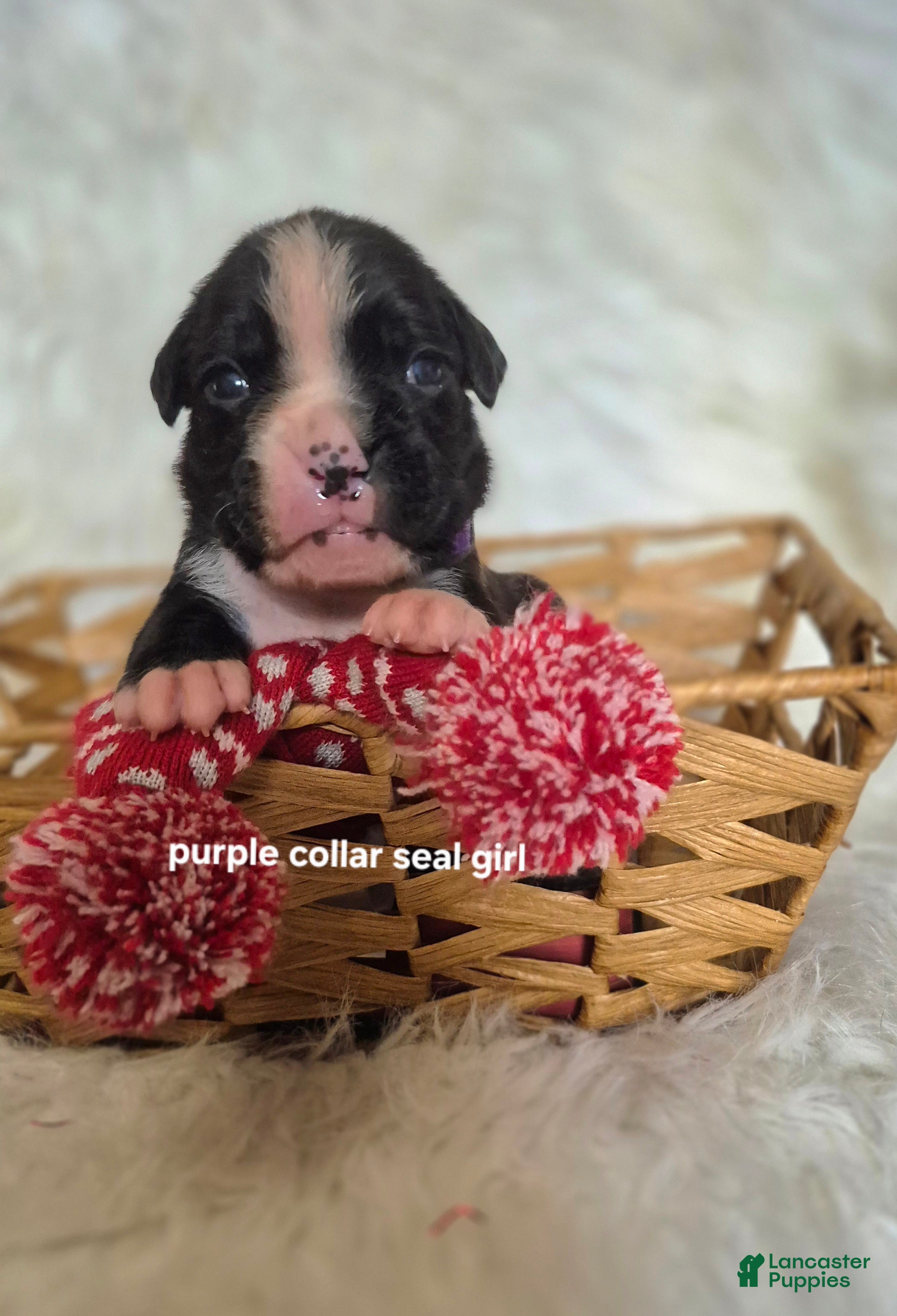 Boxer dogs Maggie - Ad 18