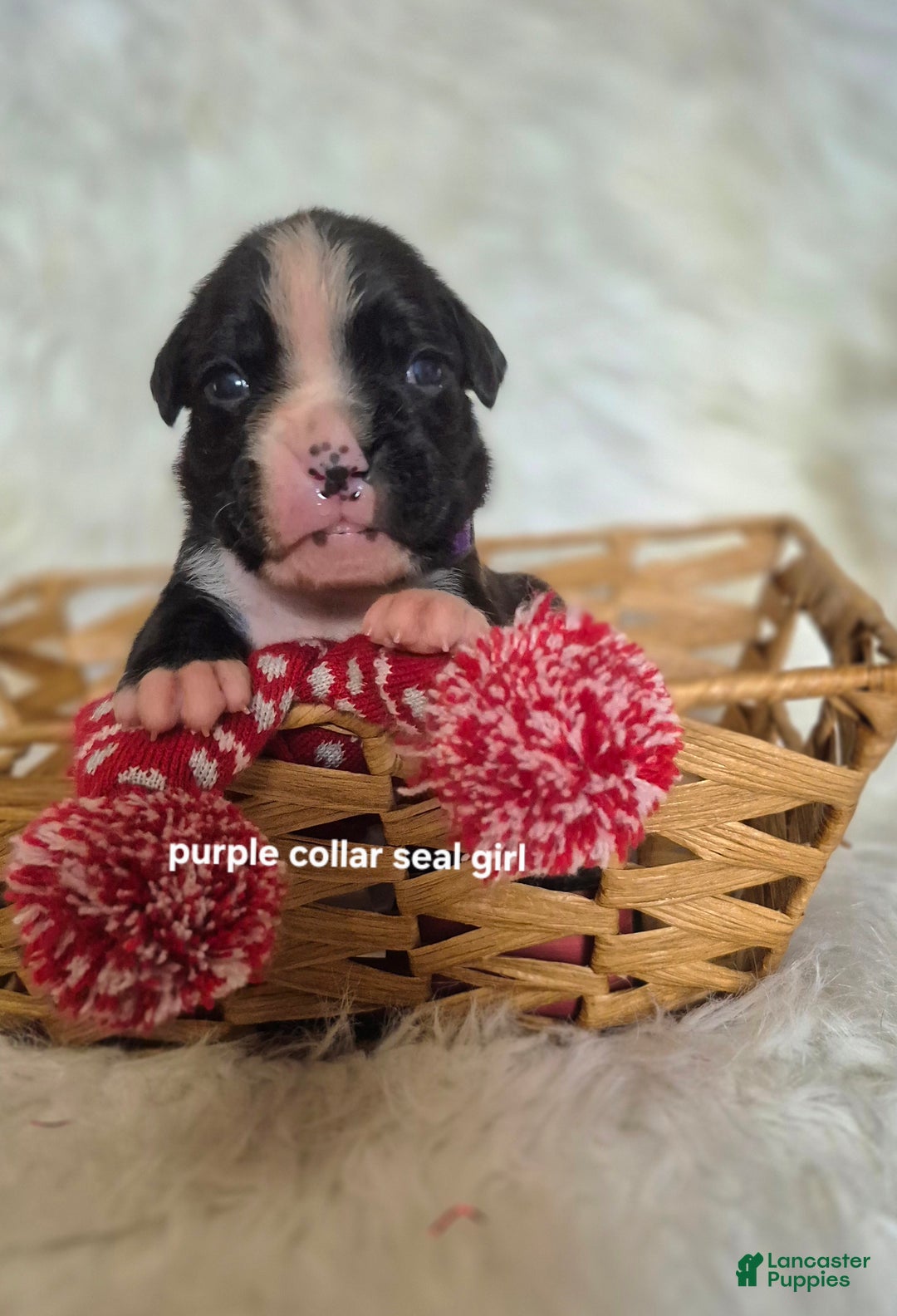 Boxer dogs for sale: Maggie - Ad 1