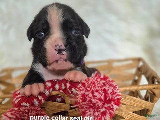 Boxer dogs Maggie - Ad 9