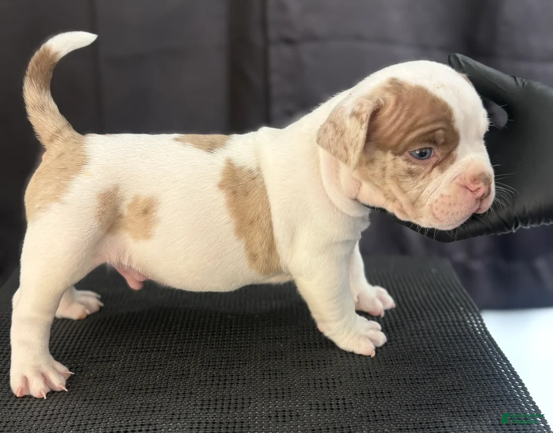 American Bully dogs for sale: American Bully 2 - Ad 2