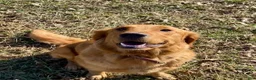 Golden Retriever dogs for sale: Max - Ad 5