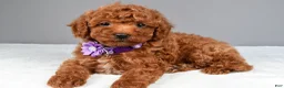Miniature Poodle dogs for sale: Clover - Ad 1