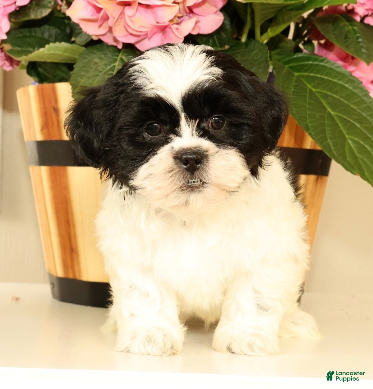 Malshi dogs for sale: Manny - Ad 6