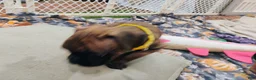 Boxer dogs for sale: Boxer 6 - Ad 2