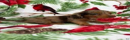 Miniature Dachshund dogs for sale: Lucy - Ad 4