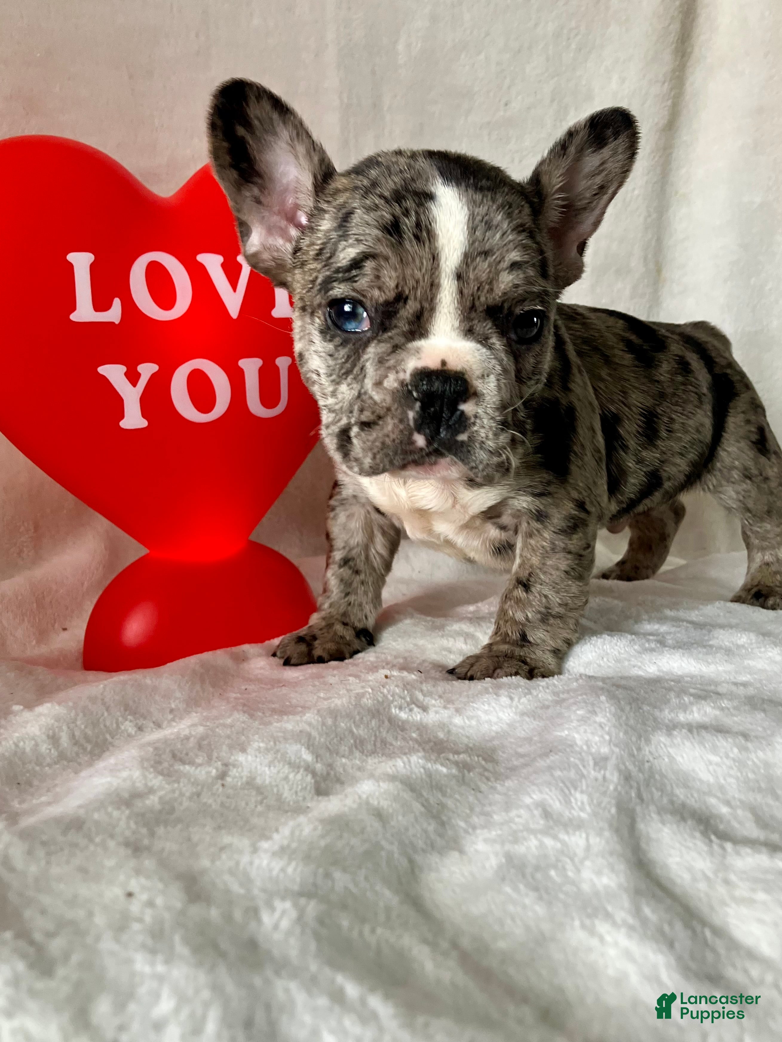 French Bulldog dogs Pepper - Ad 2